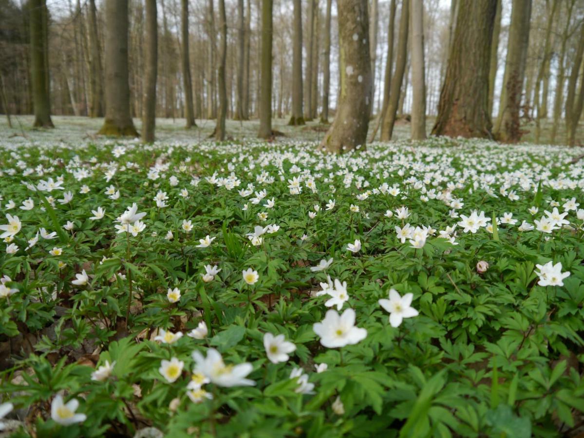 Ferienhaus-Uckermarkblick Rosenow  Екстер'єр фото